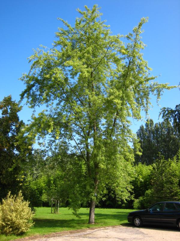 Acer saccharinum 'Wieri' (A. laciniatum 'Wieri')